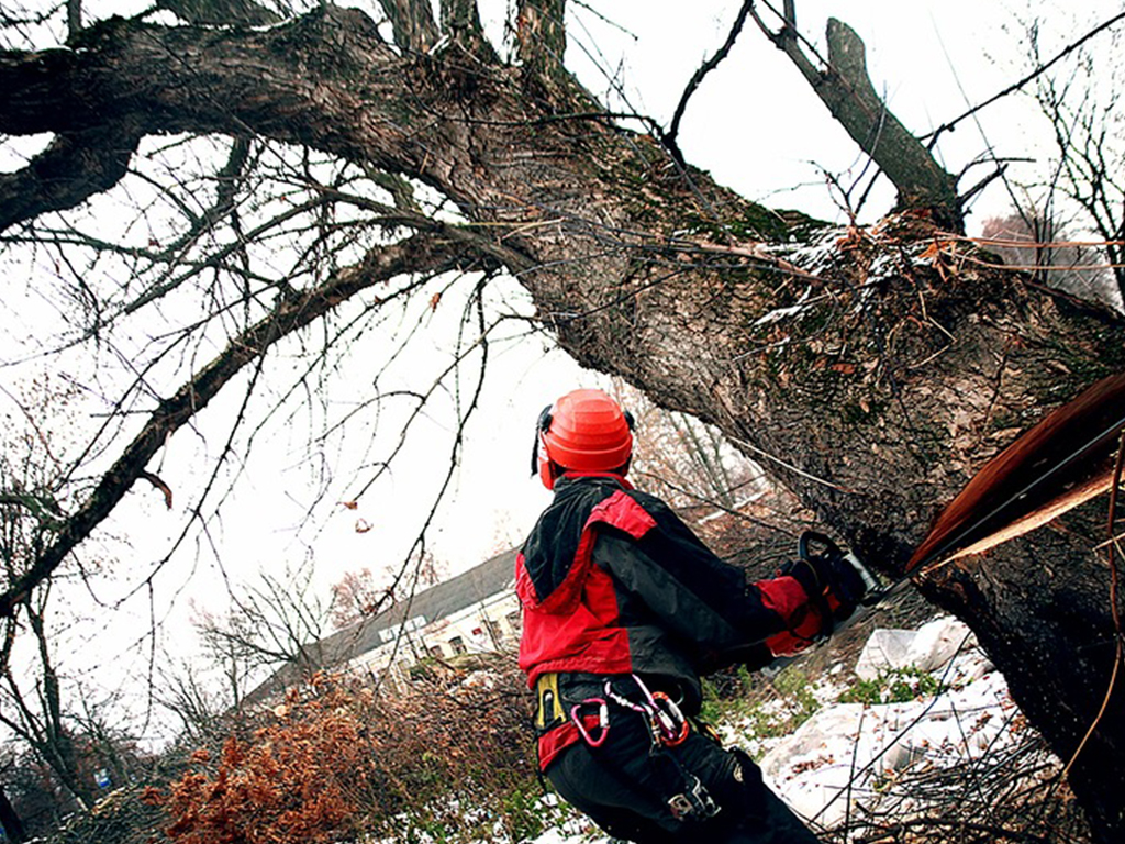 Спилить аварийное дерево с помощью арбориста, работа альпиниста