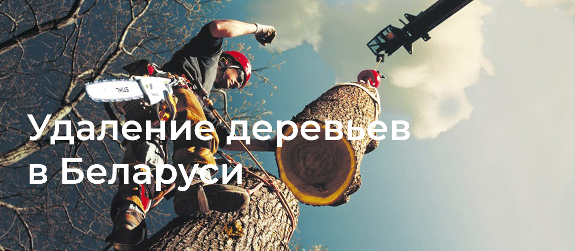 Удаление деревьев в Беларуси по доступным ценам