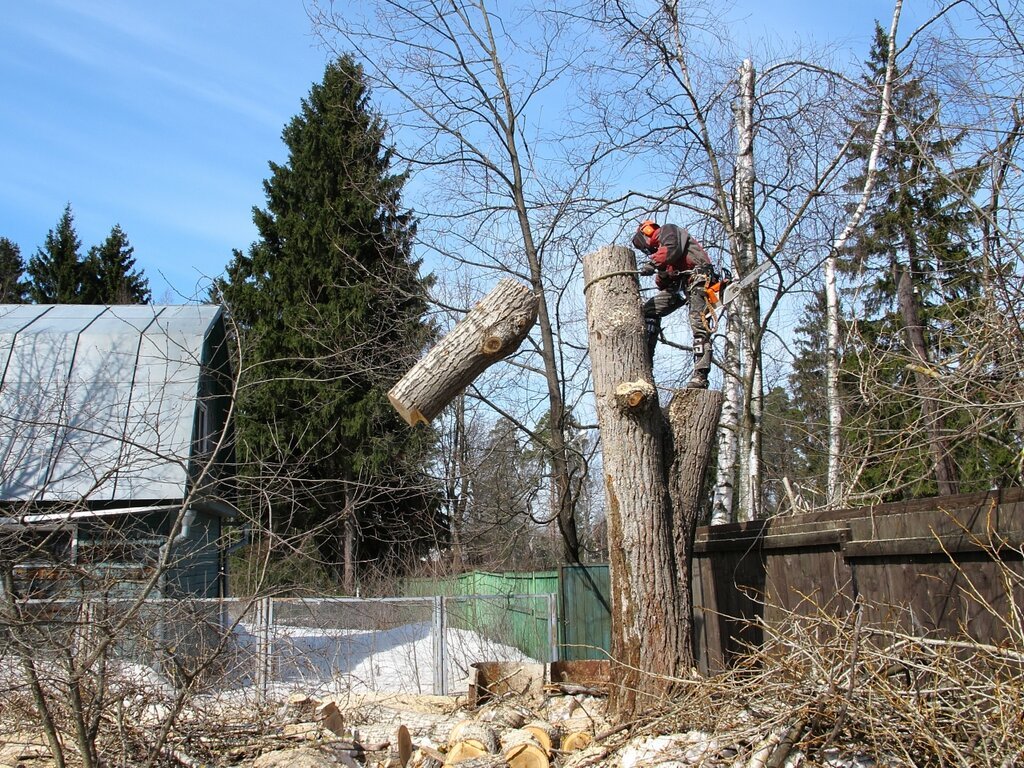 Вырубка деревьев на участке дома с помощью промышленного альпинизма